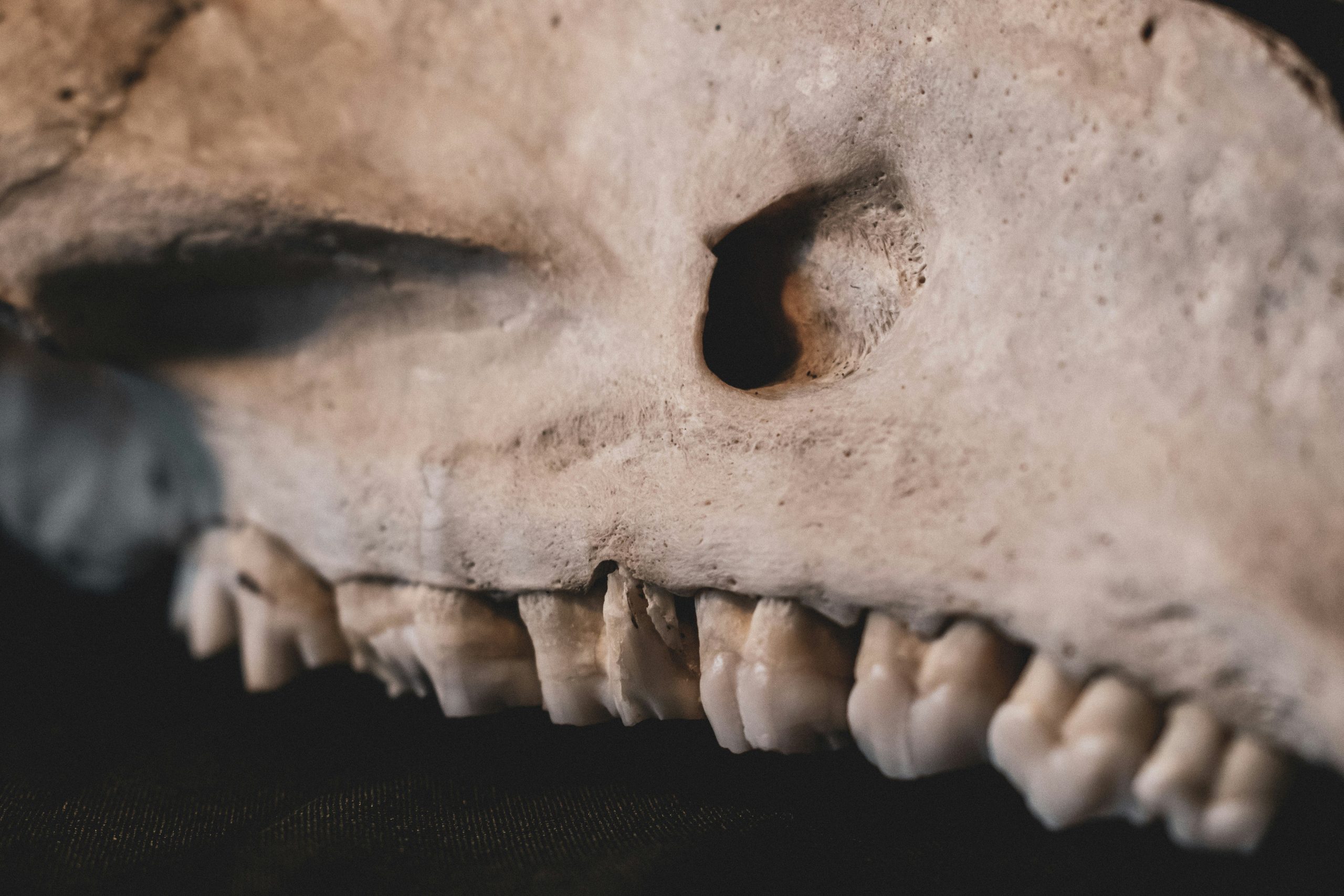 Close-up shot of realistic monster teeth makeup created with liquid latex and shading.