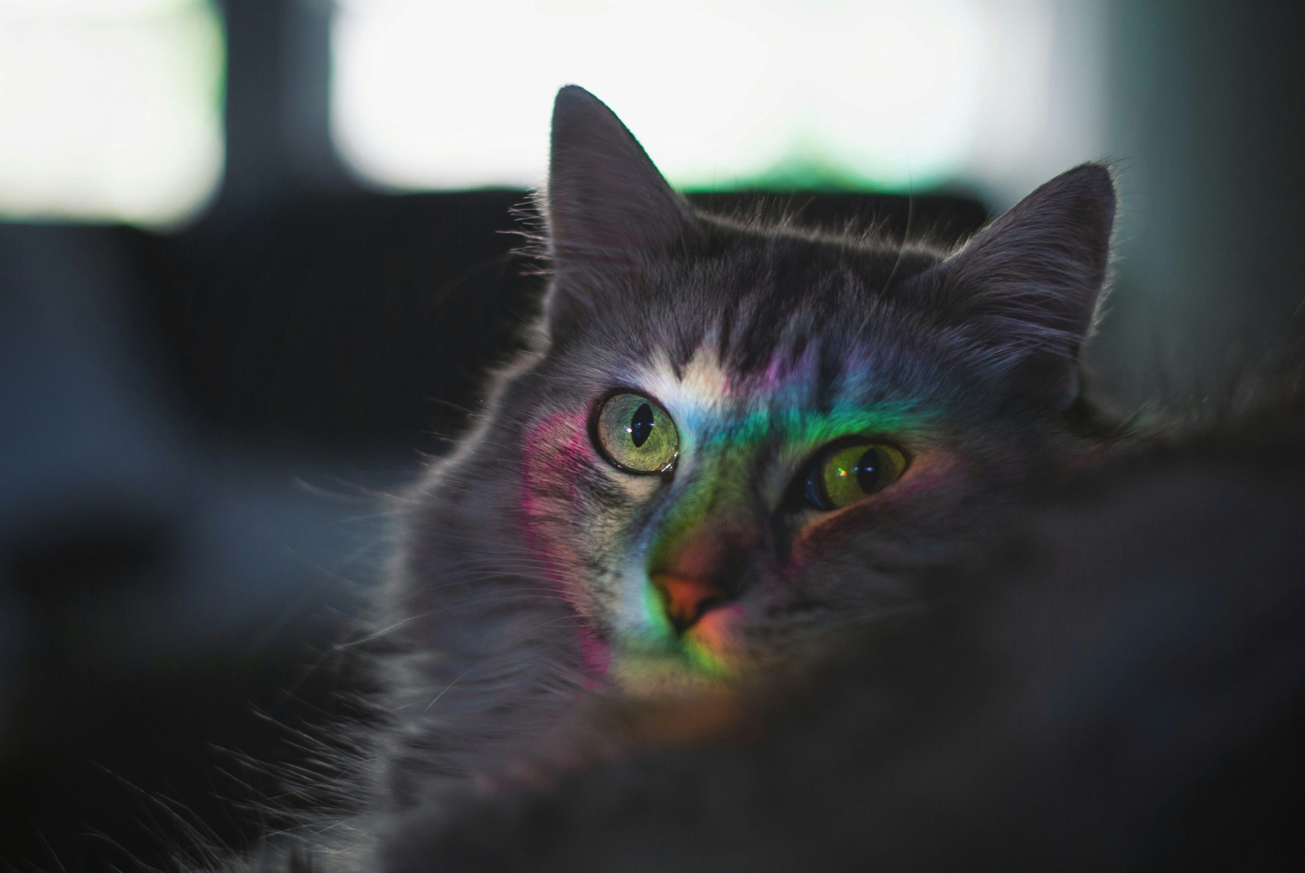 Cat Halloween Makeup: Purr-fect Tips and Techniques for Feline Glam