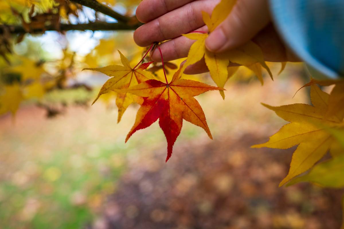 A close-up of a girl wearing minimal spiderweb-themed Halloween makeup.